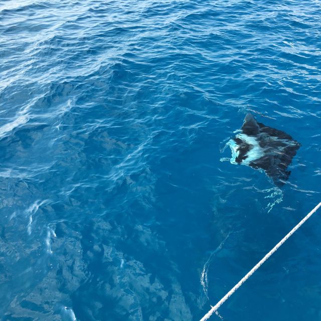 Mantas and whale sharks !! 
Are you looking to swim with whale sharks and Mantas !! We will take you there like a dream on yacht Fascination !!

Email us for more information ℹ️ 
info@fascinationmaldives.com 

www.fascinationmaldives.com 

#whalesharkswimming #whalesharks #whalesharksmaldives #mantas #mantaray #mantaraysmaldives #snorkling #snorkelingtrip #maldives #maldivessnorkeling #fromdenmarkwithlove #fromdenmark #islandsofadventure #familycruise #familylife #familycruising