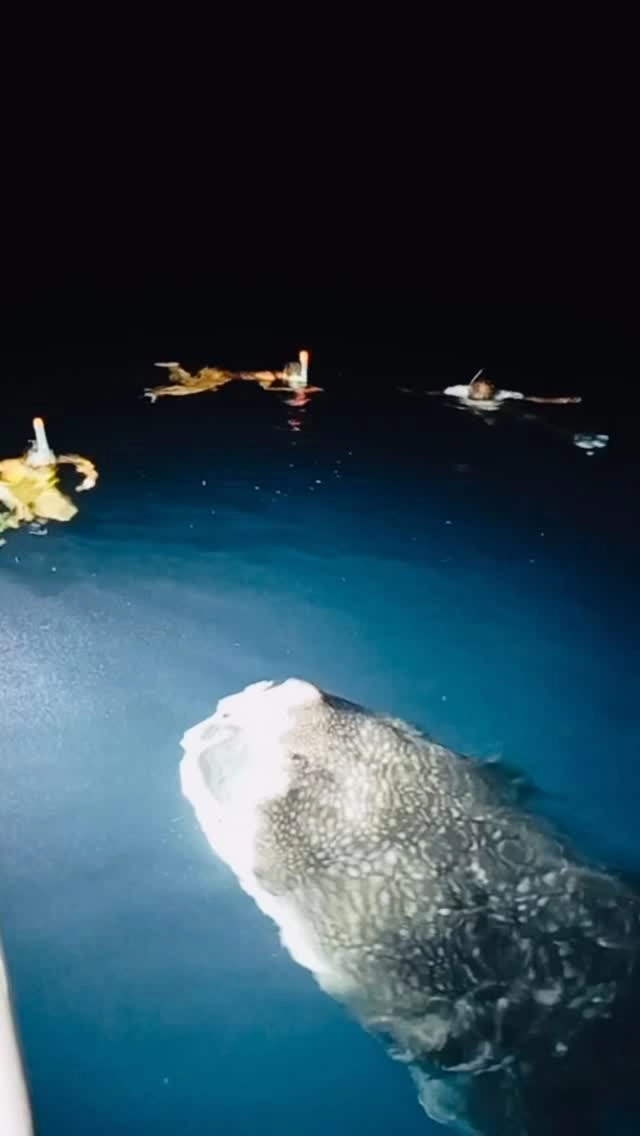 Tonight we had the visit of the whale shark 🦈 at the back of the yacht 🛥️, private show and snorkeling 🤿 !! No crowds around us !! 
Yacht Fascination Maldives 

www.fascinationmaldives.com 

#maldives #fascinationmaldives #whaleshark #whalesharkswimming #maldivescruise
