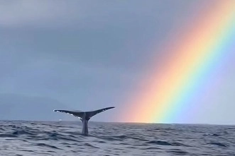 Magical !! Wildlife 
#wildifephotography #fascinationmaldives #whalewatching #amazing #yachtcharter