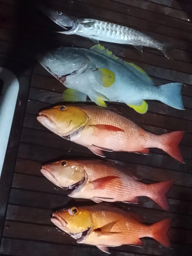 It’s not just surfing all day when your on a surf trip !! It’s also fun fishing 🎣 all night on the yacht 🛥️ !!

www.fascinationmaldives.com 

#surfingtrip #fishing #maldiv #maldives #maldivestrip
