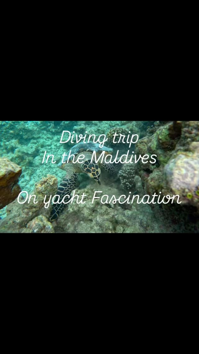 Diving  holiday in the maldives 🇲🇻 
There is nothing better than diving in warm waters to discover the wonderful underwater life ! Play with friendly turtles 🐢, observe sharks, swim through schools of colorful fish 🐠 
Stay on a luxury yacht 🛥️ with your family and friends and adventure around the islands of the Maldives 🇲🇻 in pure nature 🌴 

Book your diving holiday now
Email: info@fascinationmaldives.com 

#maldives #divingtrip #maldivesliveaboard #maldivesdiving #maldivesislands