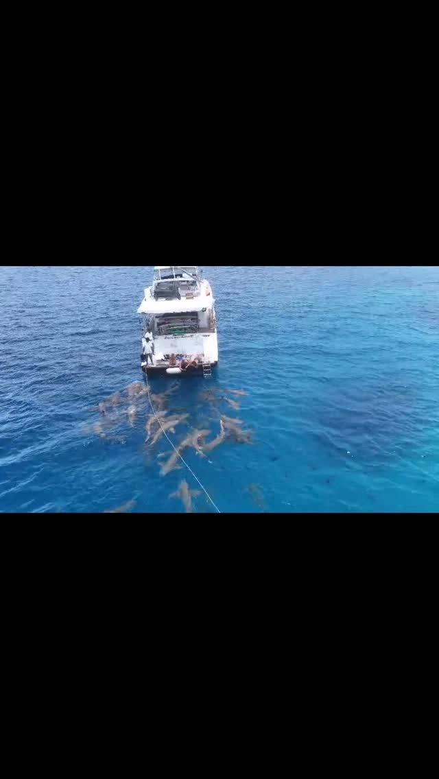 One full day on Fascination !!
Adventure holidays on a private luxury yacht 🛥️ 
Live your dream don’t dream of it only !! Take the step !! 
You will discover unforgettable moments 

Book now !! 
Prolong the summer and the warm weather and sea,  Escape from the autumn on its way in October and November 2026 . 

For information ℹ️ e-mail us 
info@fascinationmaldives.com 

www.fascinationmaldives.com 

#maldives #maldivescruise #adventuretravel #maldivesvacation #yachtcharters