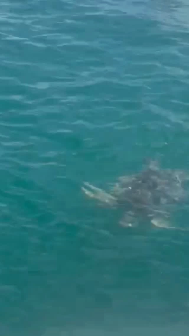 Big guy came to say hello !! The magic of sea life !! Amazing sea turtle 🐢 
Thanks for passing by !! 

www.fascinationmaldives.com 

#seaturtles #maldiveslovers #maldivesseaturtle #maldives🇲🇻 #fascinationmaldives